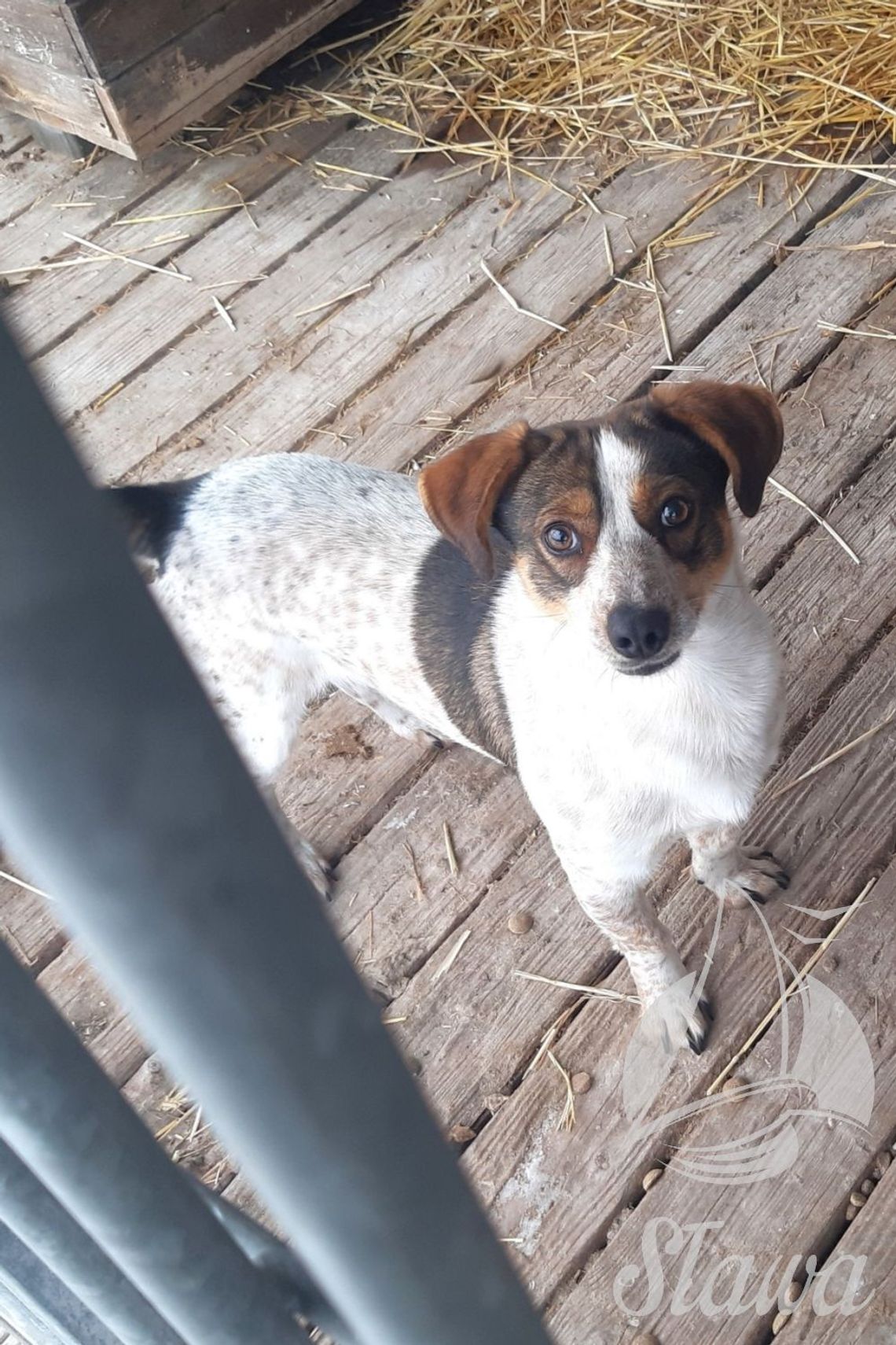 Gmina Sława działa na rzecz zwierząt. Konkretne liczby i efekty