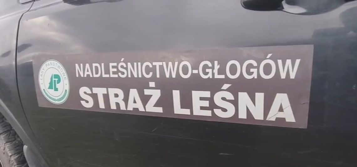 Leśnicy ruszają do lasów. Kontrole przed Wszystkimi Świętymi Leśnicy ruszają do lasów. Kontrole przed Wszystkimi Świętymi