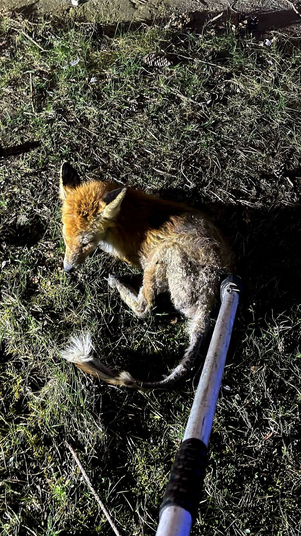 Lis uwięziony w budzie. Nietypowa interwencja strażaków w Chocianowie Lis uwięziony w budzie. Nietypowa interwencja strażaków w Chocianowie