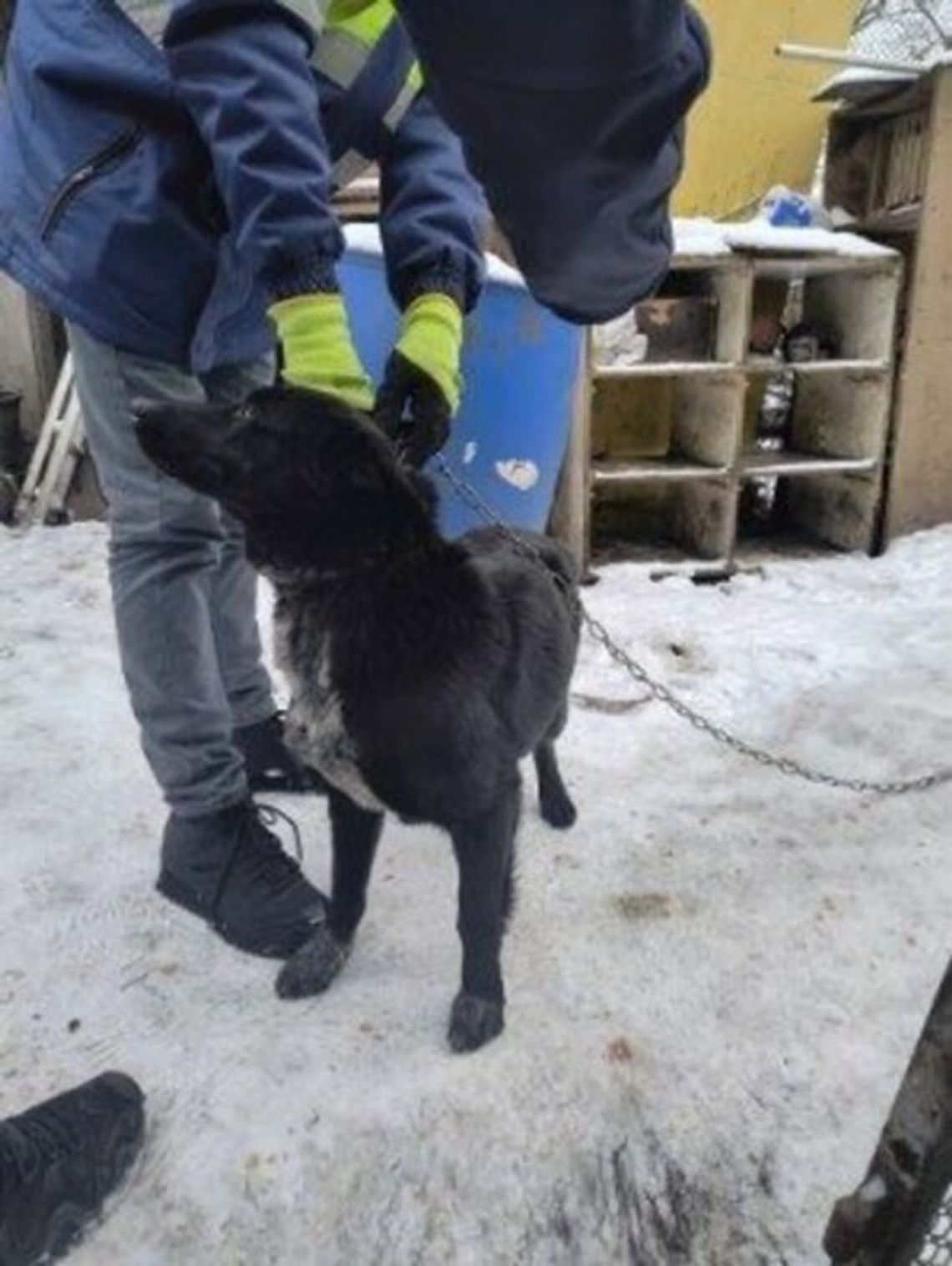 Mróz i śnieg zagrożeniem. Straż odebrała psy w gminie Wschowa Mróz i śnieg zagrożeniem. Straż odebrała psy w gminie Wschowa