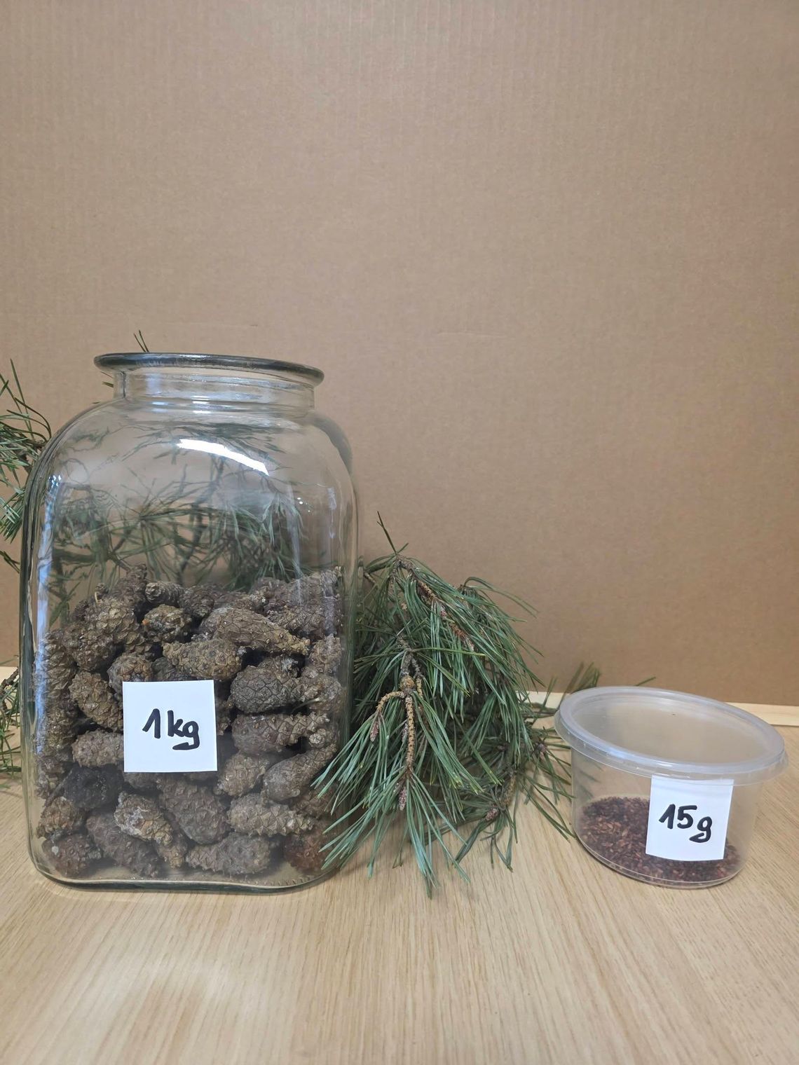 Nadleśnictwo Głogów zebrało 500 kg szyszek. Co z nich powstanie? Nadleśnictwo Głogów zebrało 500 kg szyszek. Co z nich powstanie?