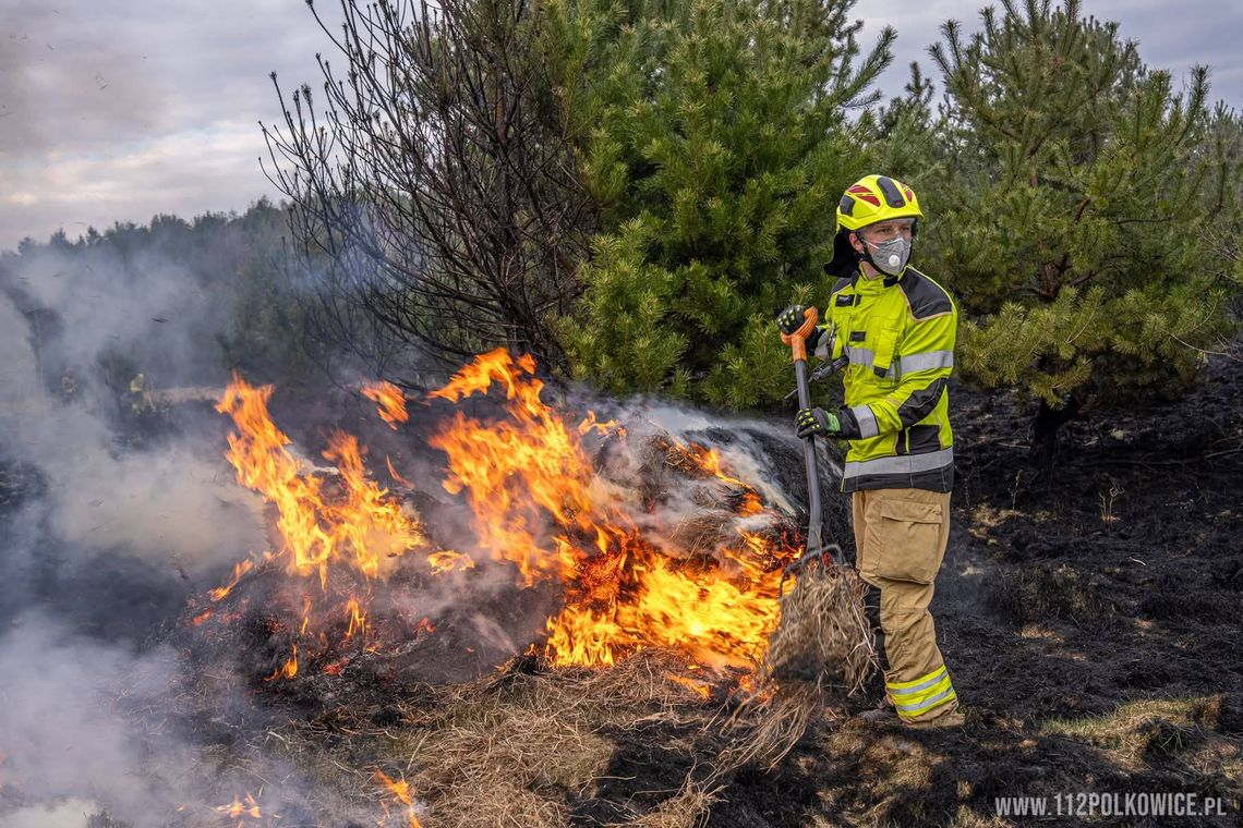 Ogień dotarł do lasu. Strażacy walczyli pod Polkowicami