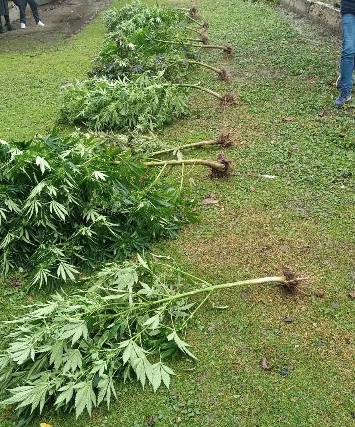 Policjanci odkryli plantację konopi