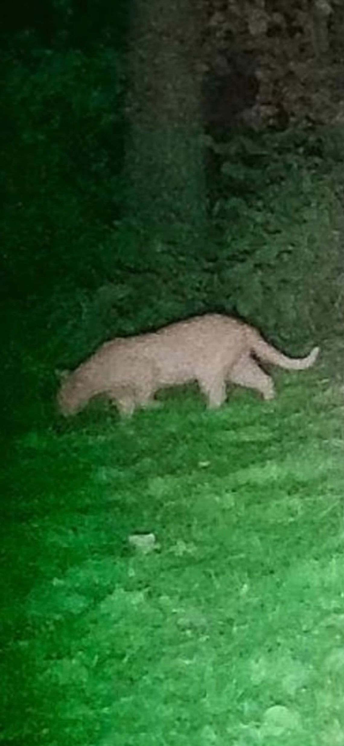 Puma zauważona w Golowicach. Policja apeluje do mieszkańców Puma zauważona w Golowicach. Policja apeluje do mieszkańców