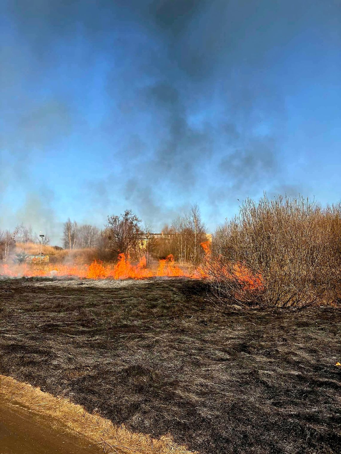 Seria pożarów traw w powiecie polkowickim Seria pożarów traw w powiecie polkowickim
