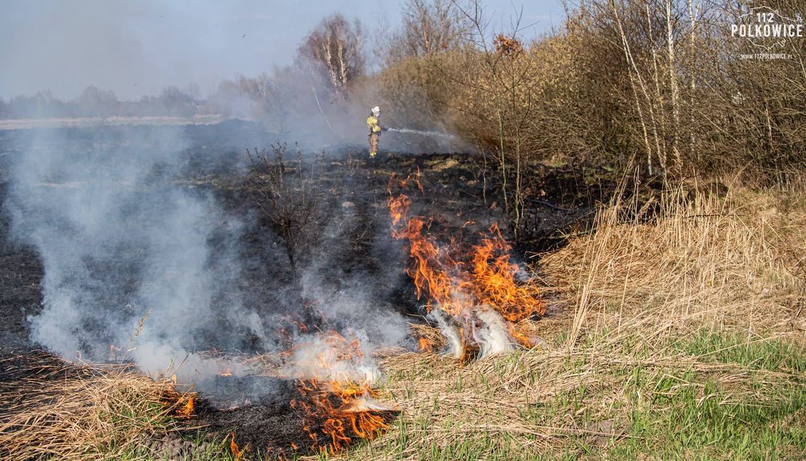 Seria pożarów traw w powiecie polkowickim Seria pożarów traw w powiecie polkowickim