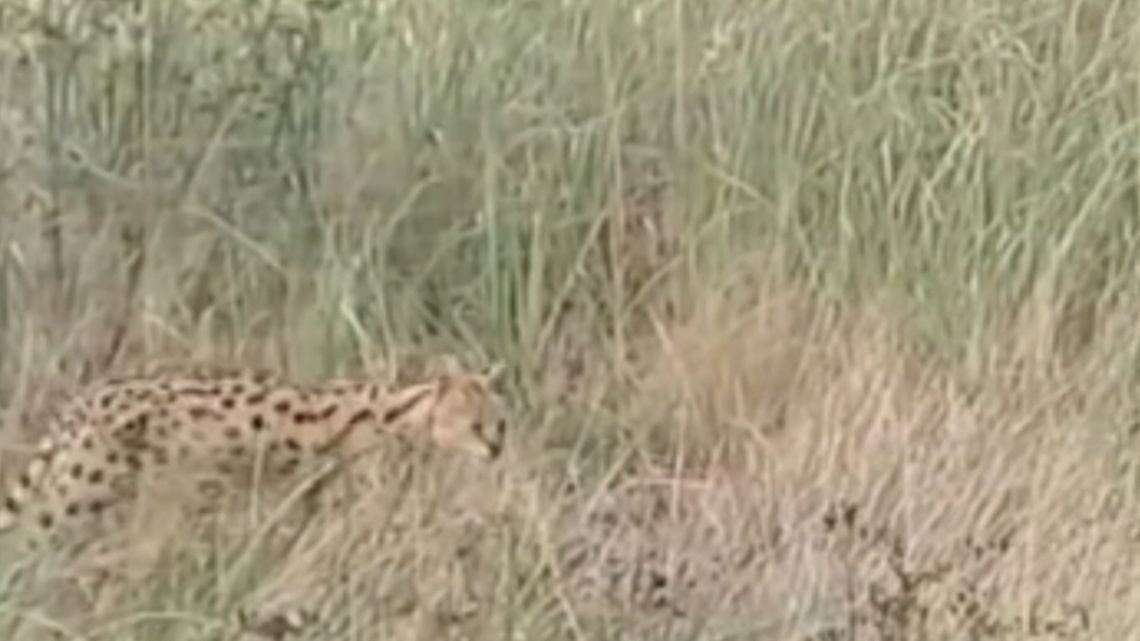 Serwal widziany pod Głogowem złapany! Koniec poszukiwań