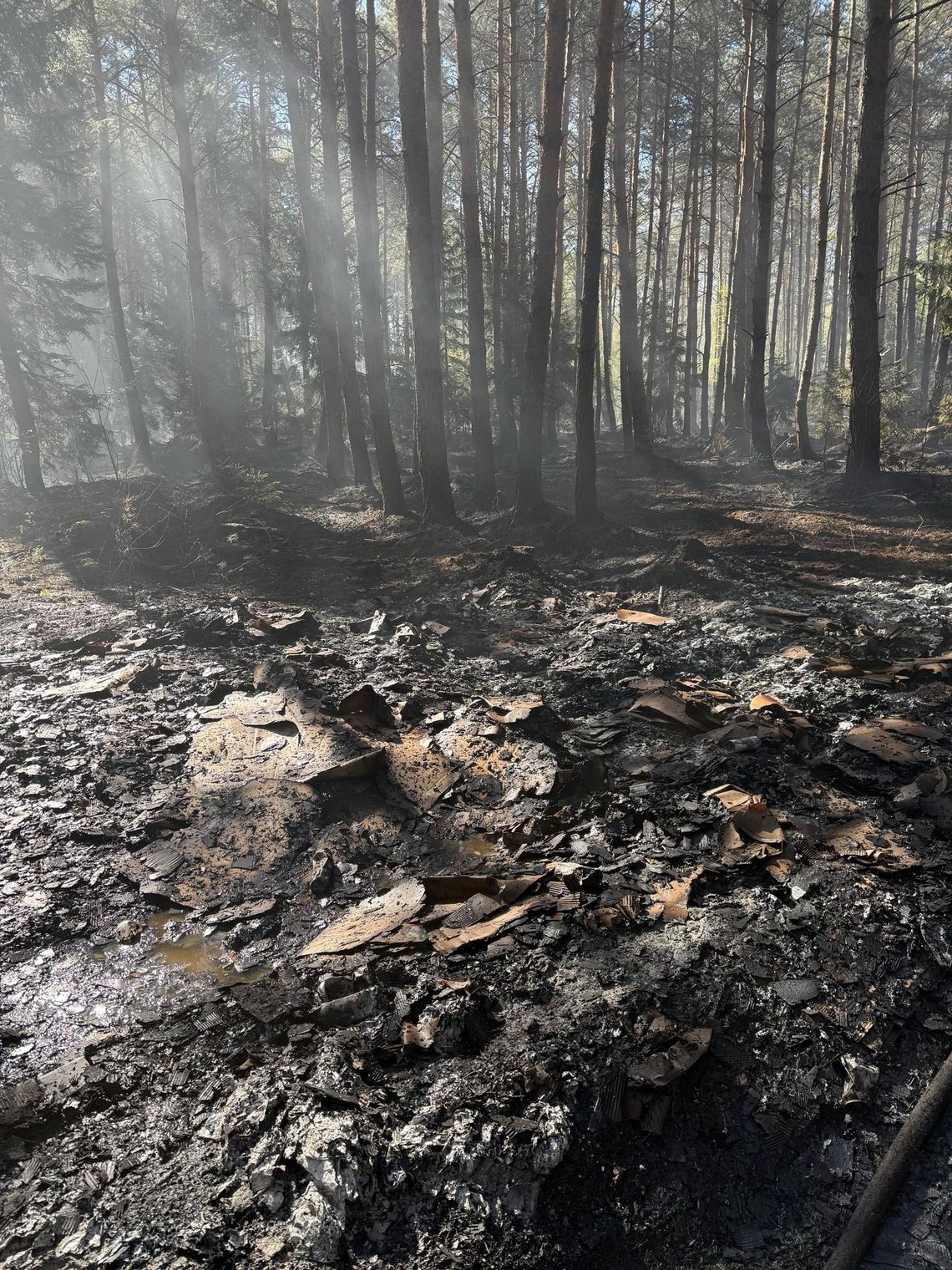 Spłonęły hektary lasu