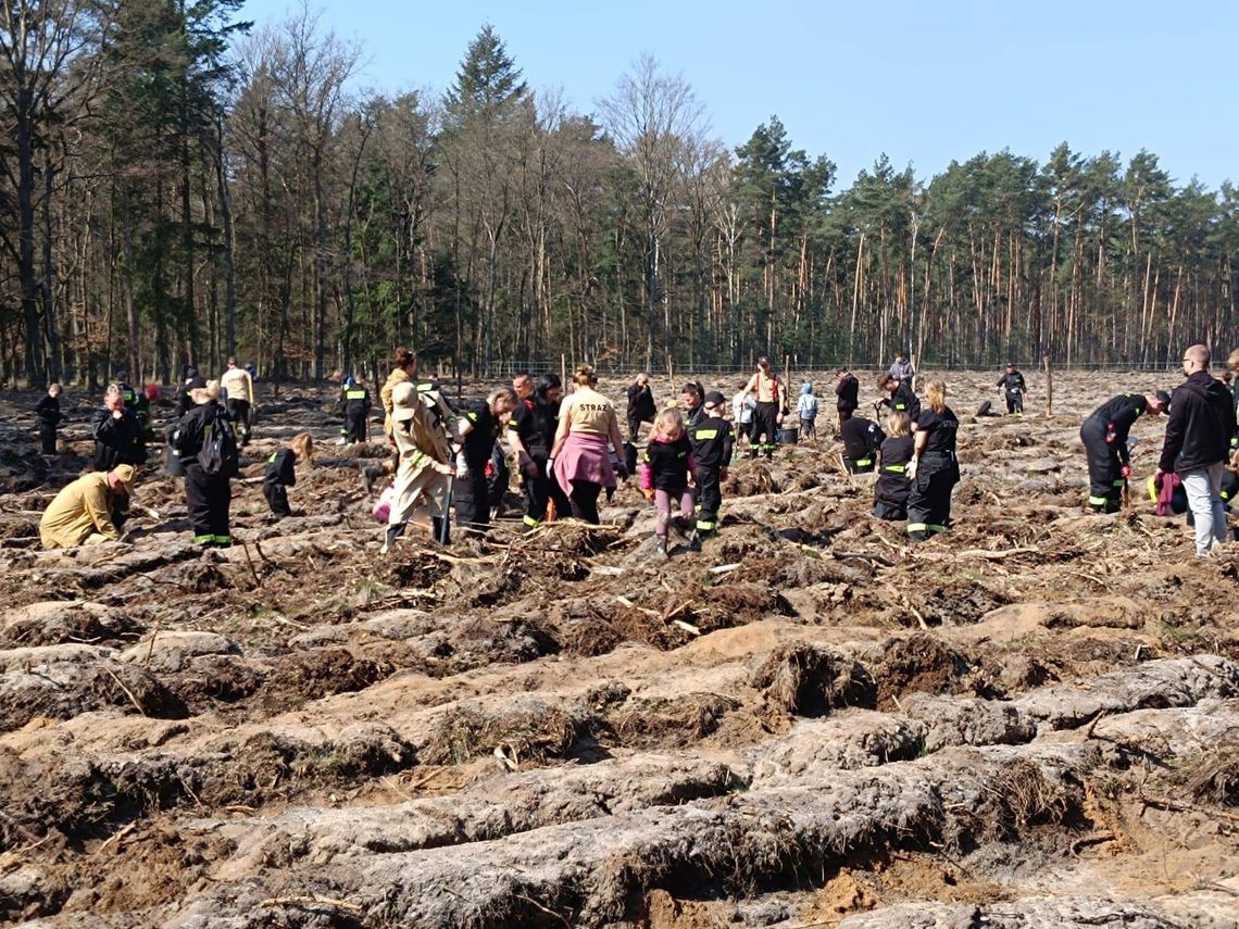 Strażacy i mieszkańcy razem dla lasu. 2800 nowych drzew Strażacy i mieszkańcy razem dla lasu. 2800 nowych drzew