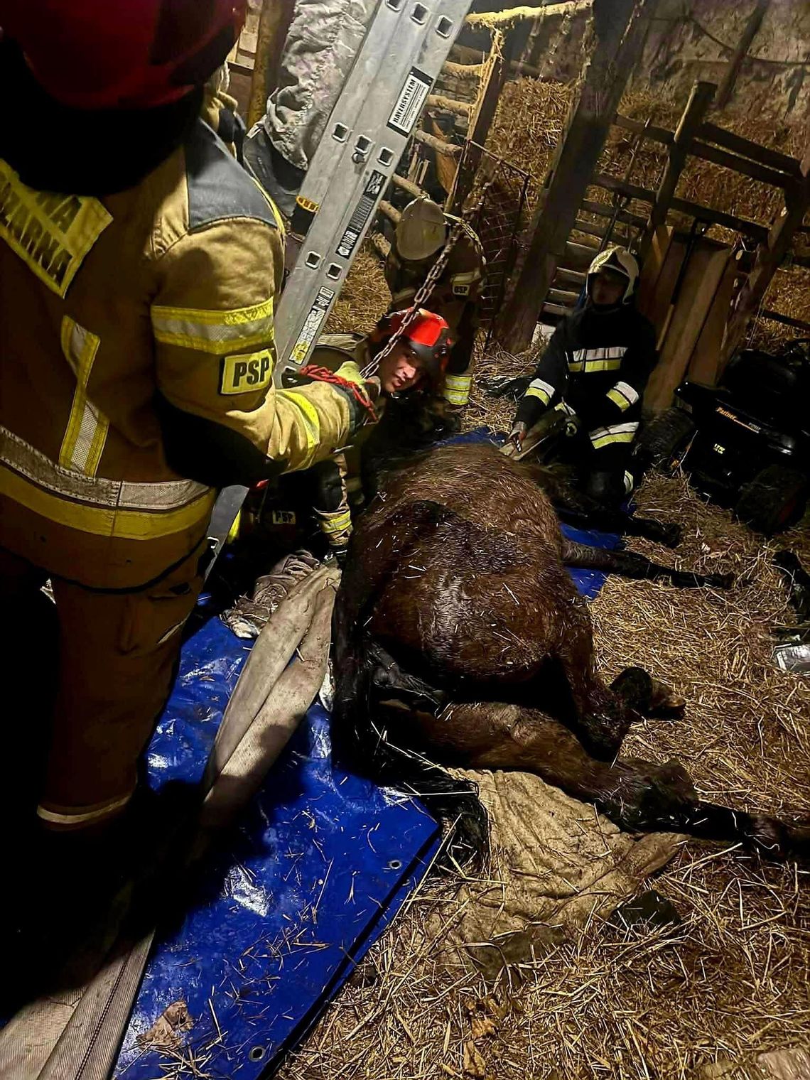 Strażacy ratowali konia