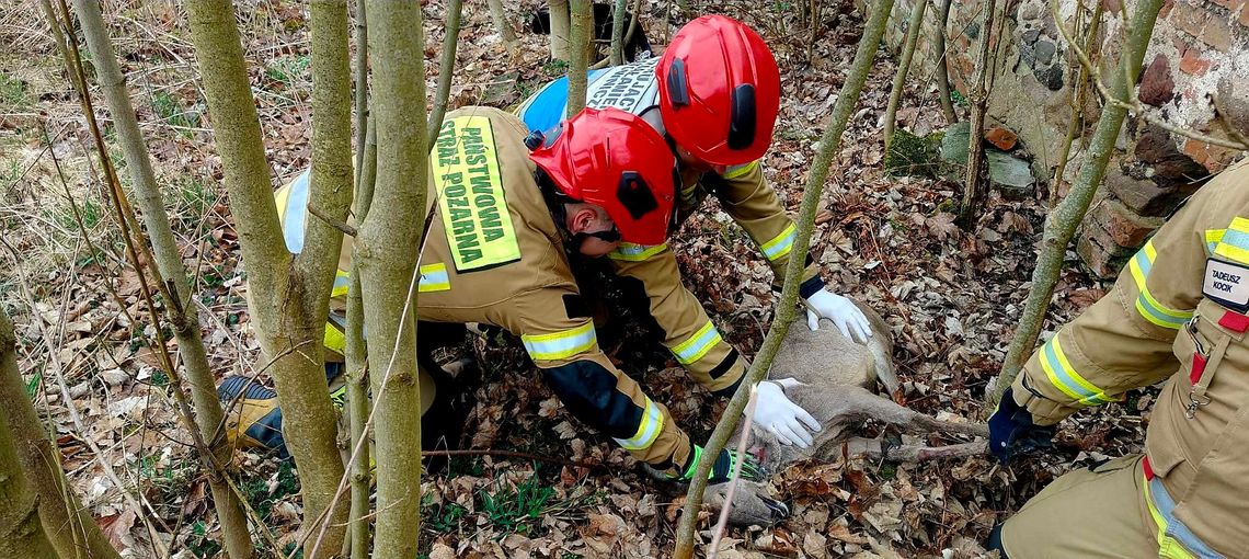 Strażacy z Polkowic ruszyli na pomoc zwierzętom