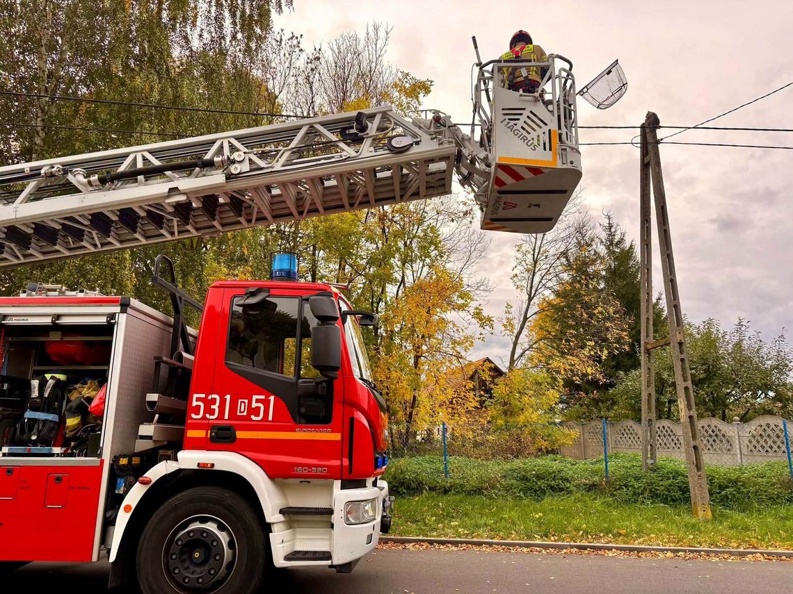 Szop utknął na słupie energetycznym. Nietypowa interwencja strażaków Szop utknął na słupie energetycznym. Nietypowa interwencja strażaków