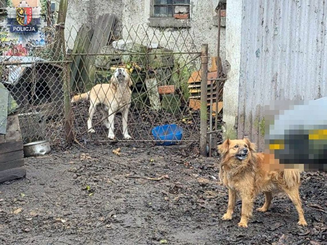 Usłyszał zarzuty znęcania się nad psami po raz kolejny... Usłyszał zarzuty znęcania się nad psami po raz kolejny...