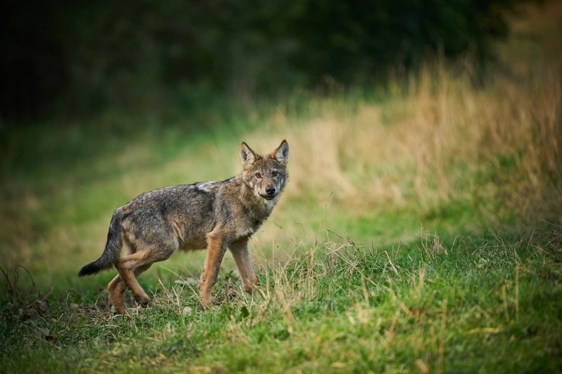 Wilki w Gminie Żukowice – apel do mieszkańców o ostrożność